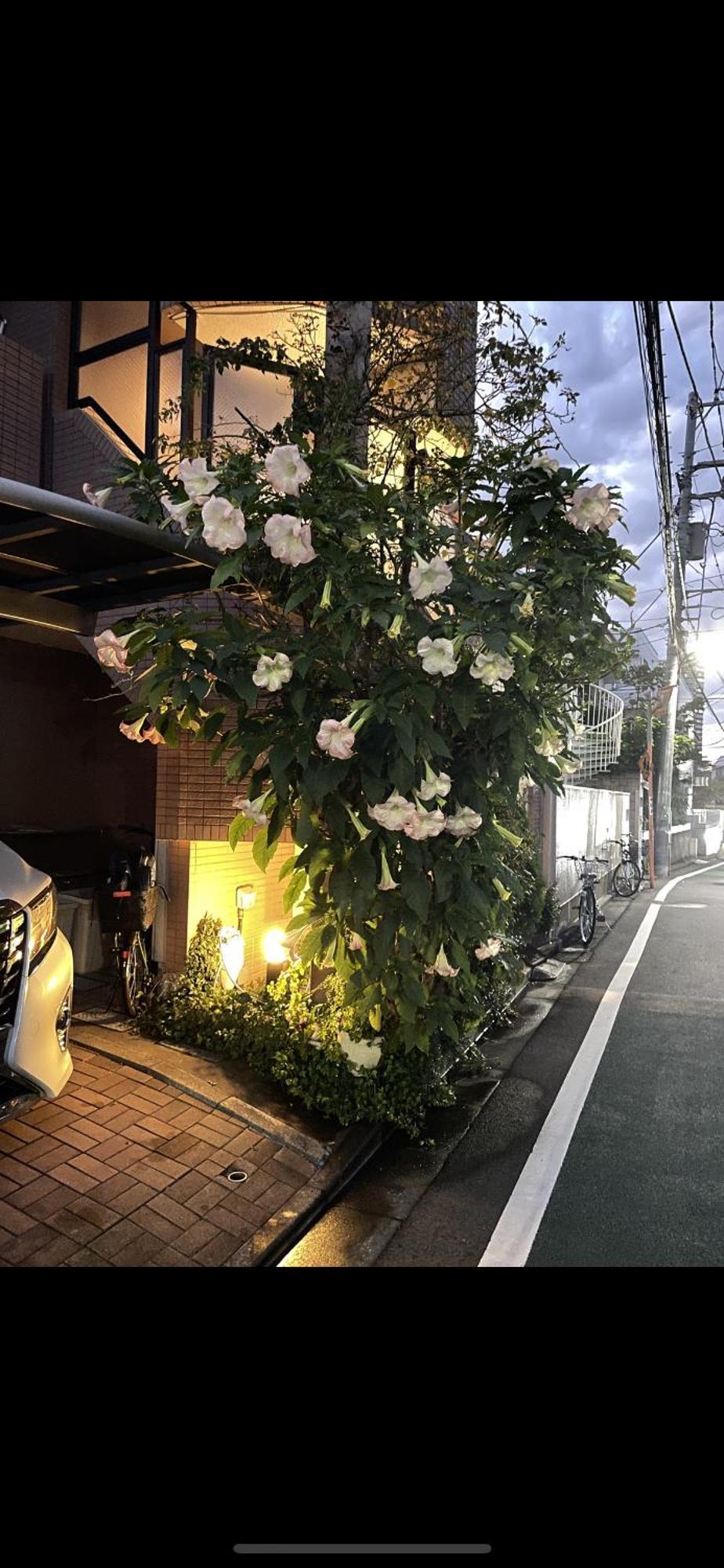 新宿安靜の家-A Quiet Home In Shinjuku - A 26 Square Meter Double Bed Room That Feels Like Home Prefektura Tokio Exteriér fotografie