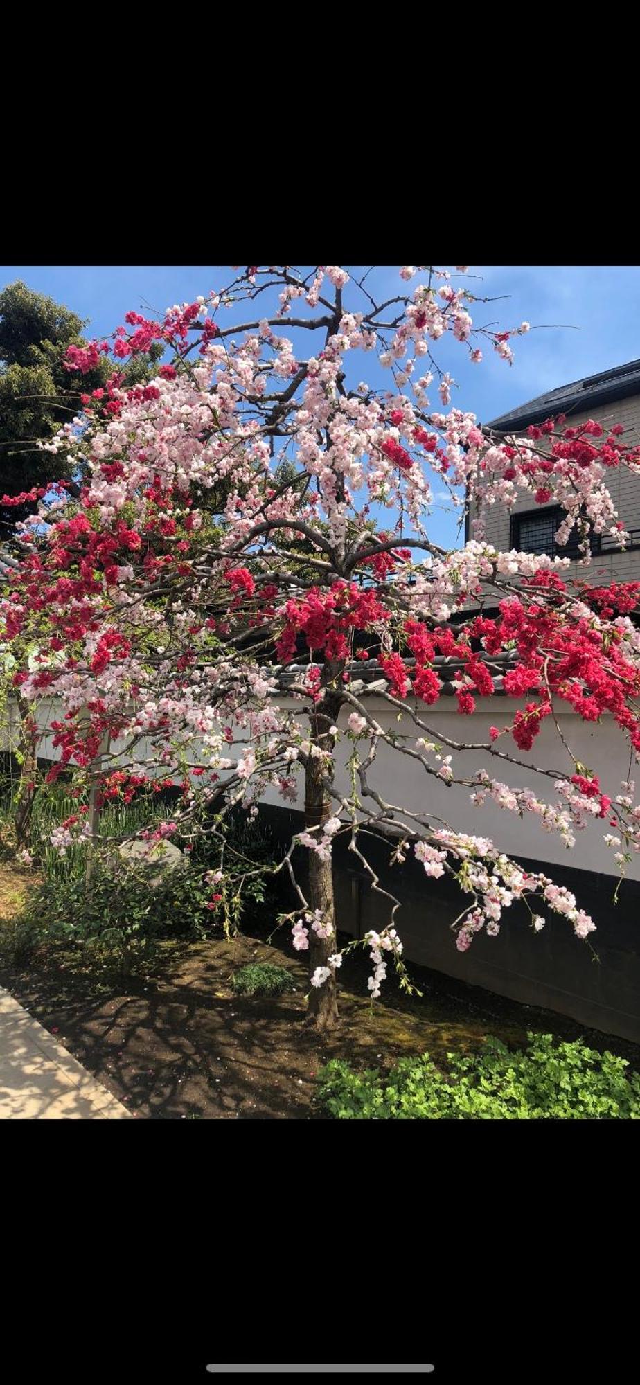 新宿安靜の家-A Quiet Home In Shinjuku - A 26 Square Meter Double Bed Room That Feels Like Home Prefektura Tokio Exteriér fotografie
